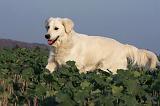 GOLDEN RETRIEVER 872